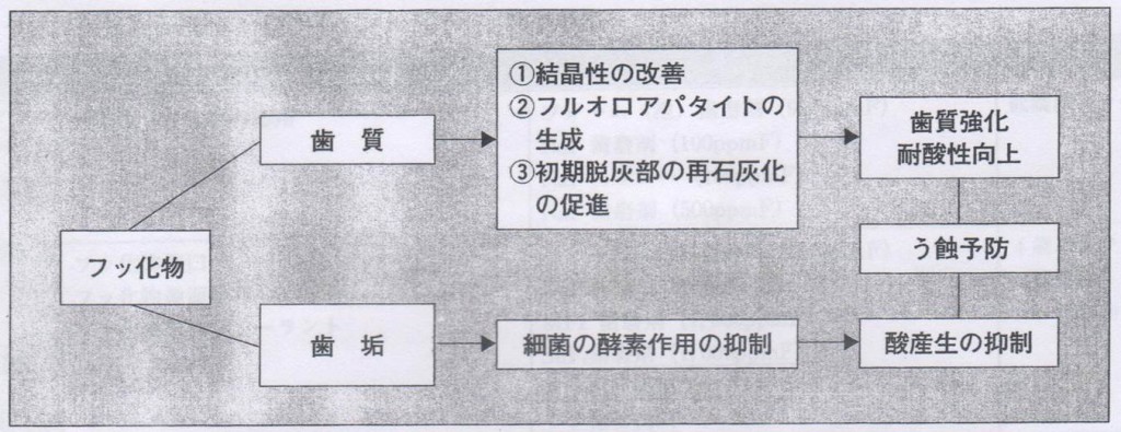 フッ化物のう蝕（むし歯）予防メカニズム